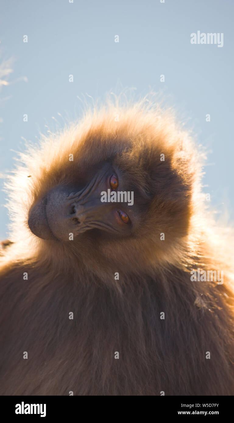 Babuino Gelada, Montañas Simien, Etiopia, Africa Stock Photo - Alamy