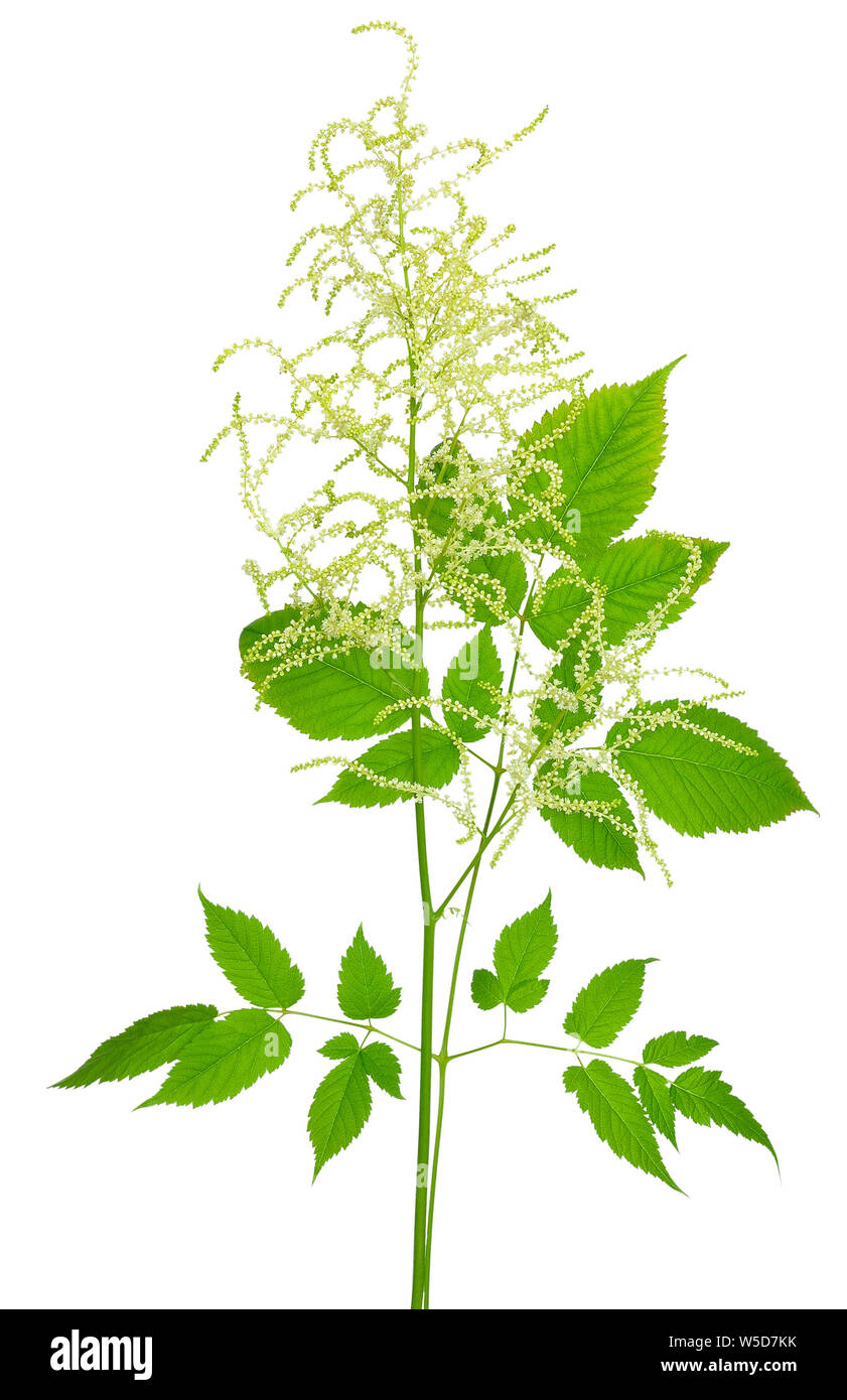 Blooming Aruncus dioicus isolated on white background Stock Photo