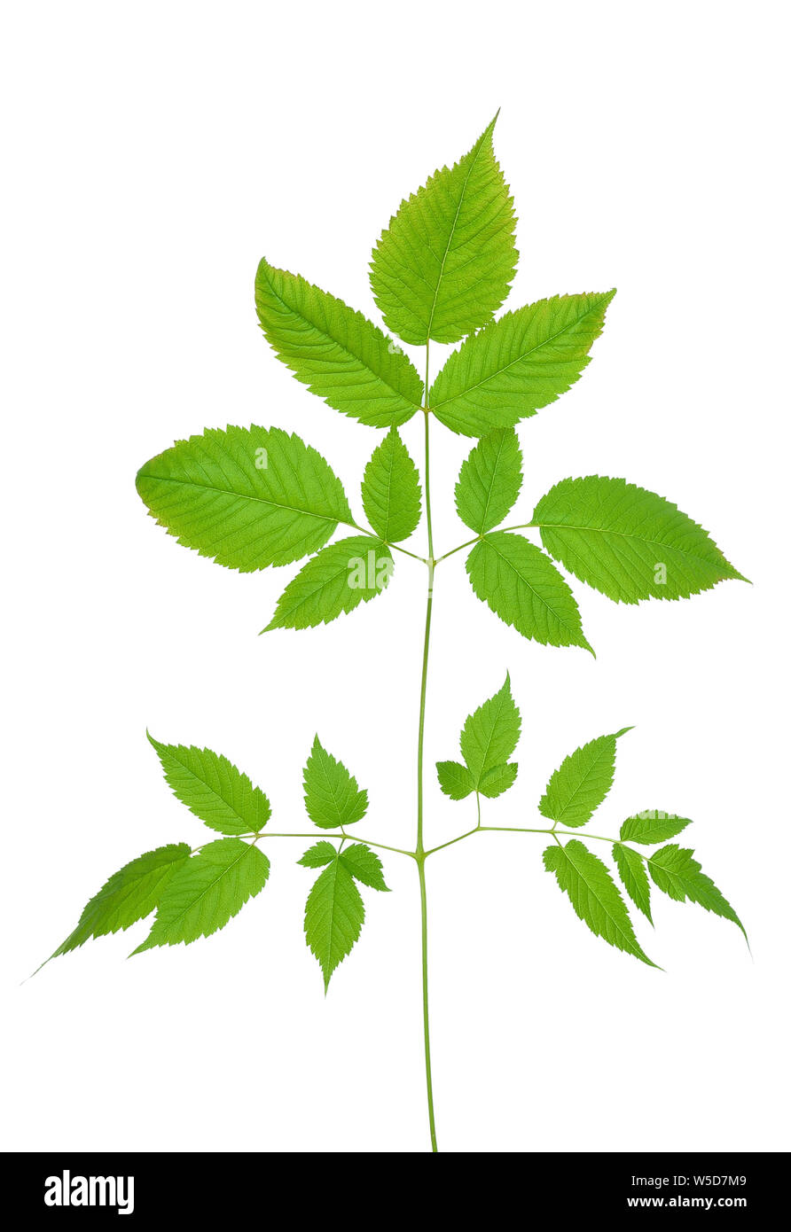 Aruncus dioicus leaf isolated on white background Stock Photo