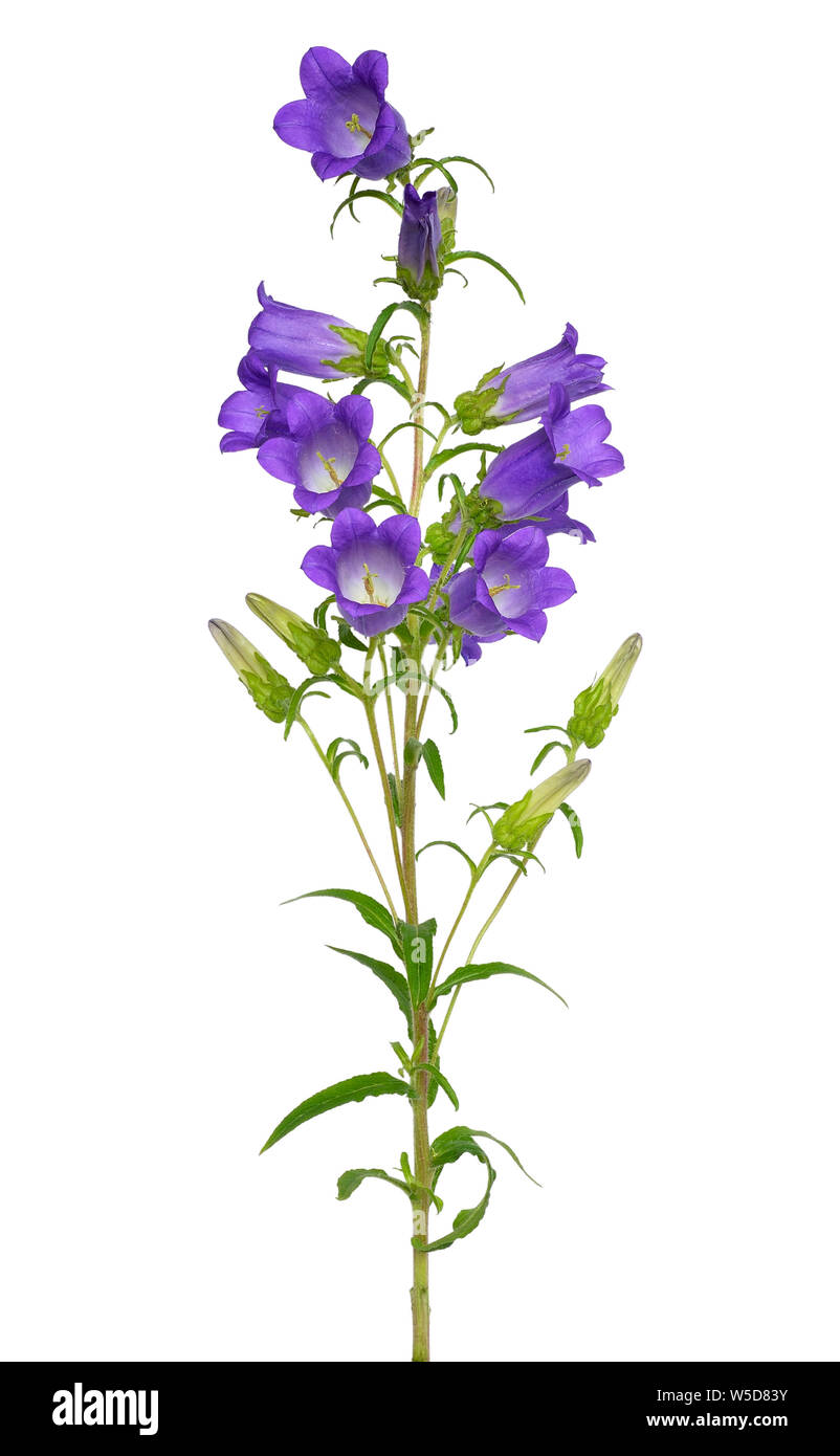 Campanula flower isolated on white background Stock Photo