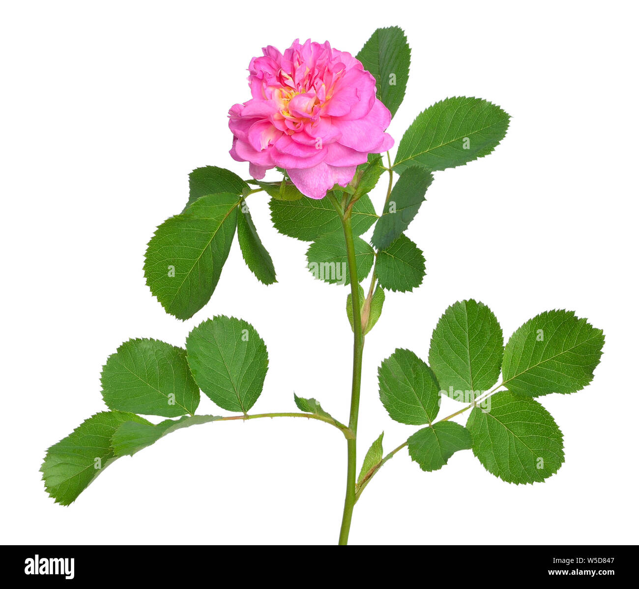 Rose flower isolated on white background Stock Photo - Alamy