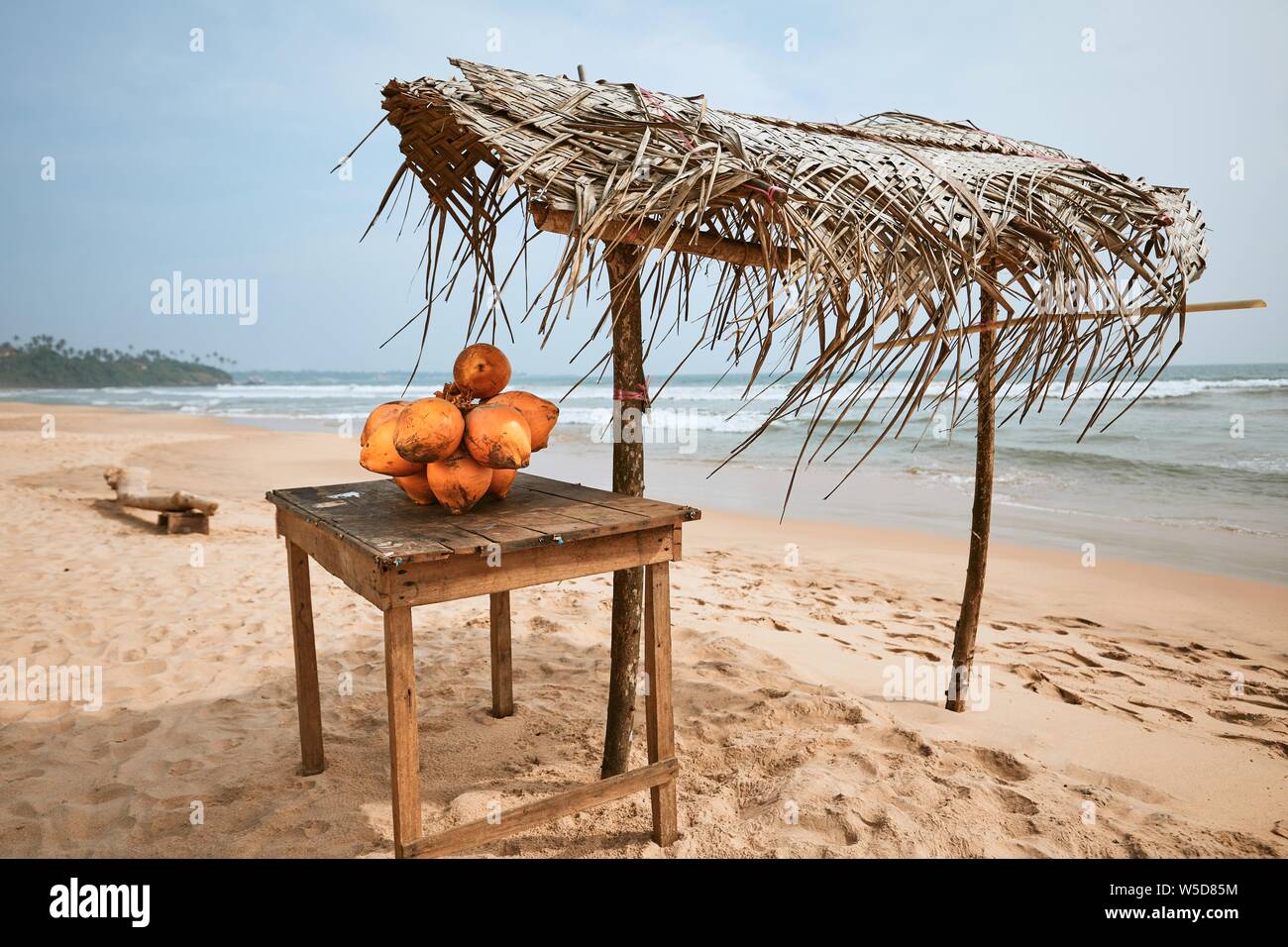 Fresh coconuts for sale on sand beach. Matara, Sri Lanka Stock Photo