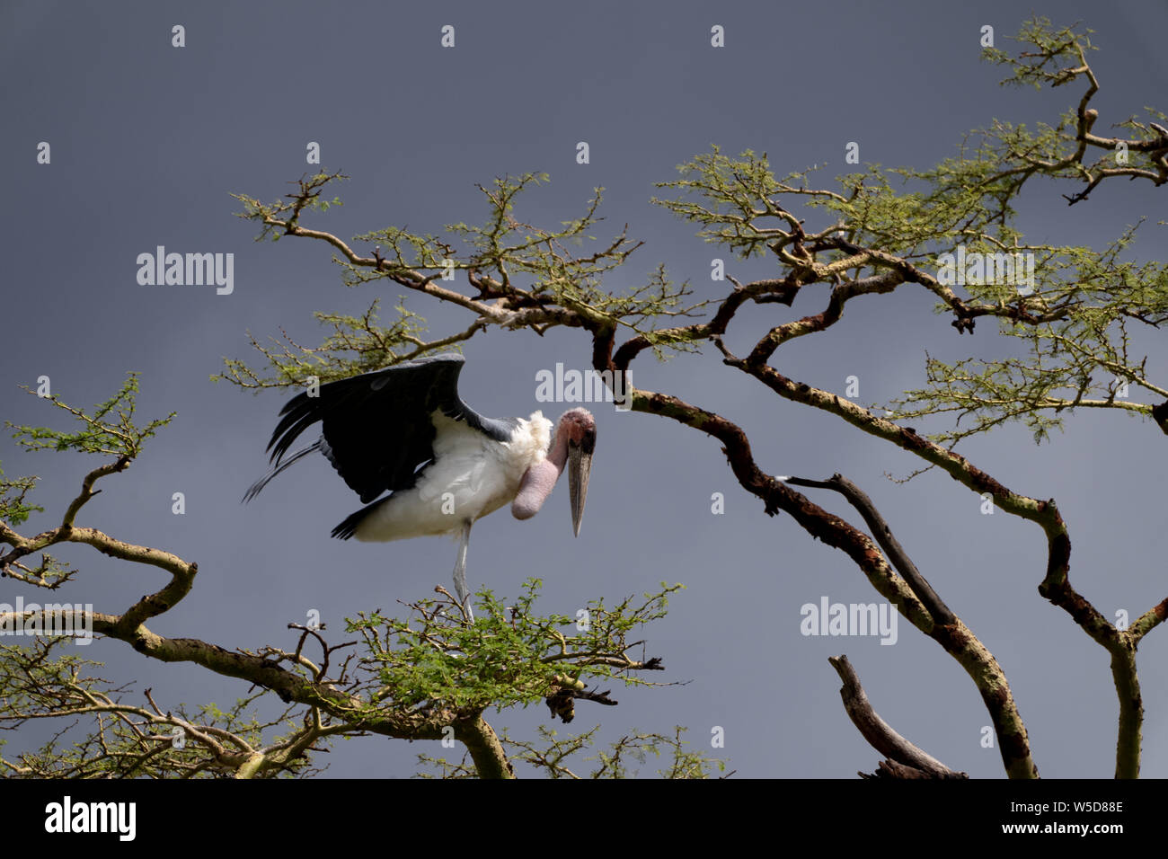 Marabou Stork (Leptoptilos crumeniferus), on a tree. with an overcast sky background.  This large stork is found it sub-Saharan Africa. It specialises Stock Photo
