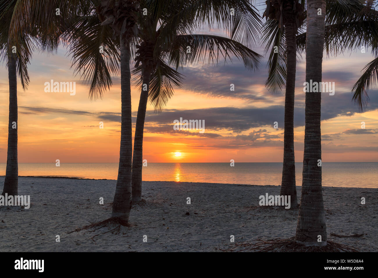 Sunrise at palm trees by the ocean beach in Key Biscayne, Florida Stock Photo
