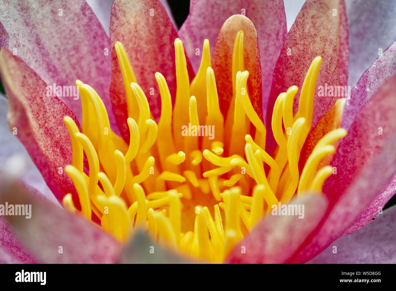 Water lily up close Stock Photo