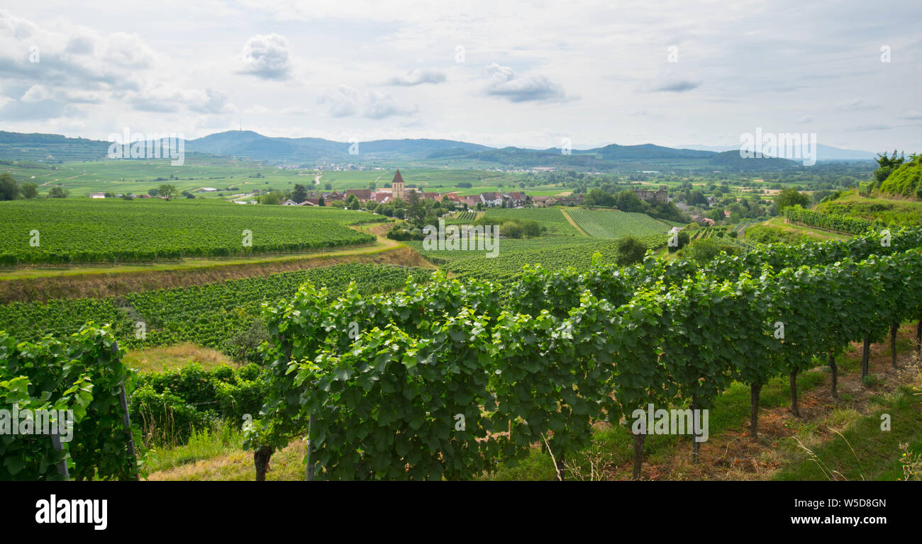 vineyards in the Kaiserstuhl area in germany Stock Photo