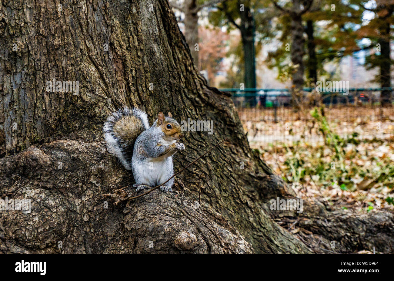 Squirrels at Central Park Stock Photo Alamy