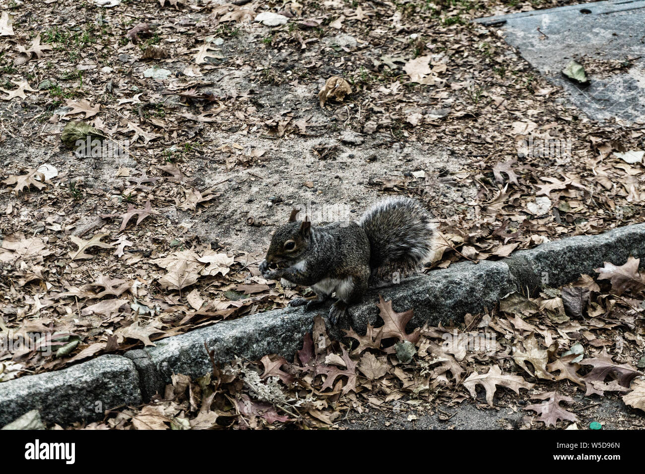 Squirrels at Central Park. Stock Photo