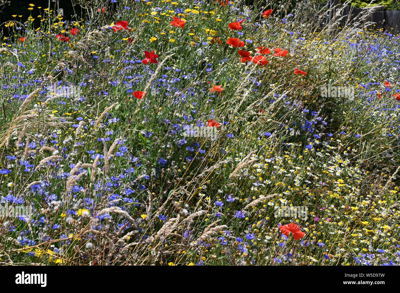 Wild Flowers amid grasses, Eynsford, Kent. UK Stock Photo