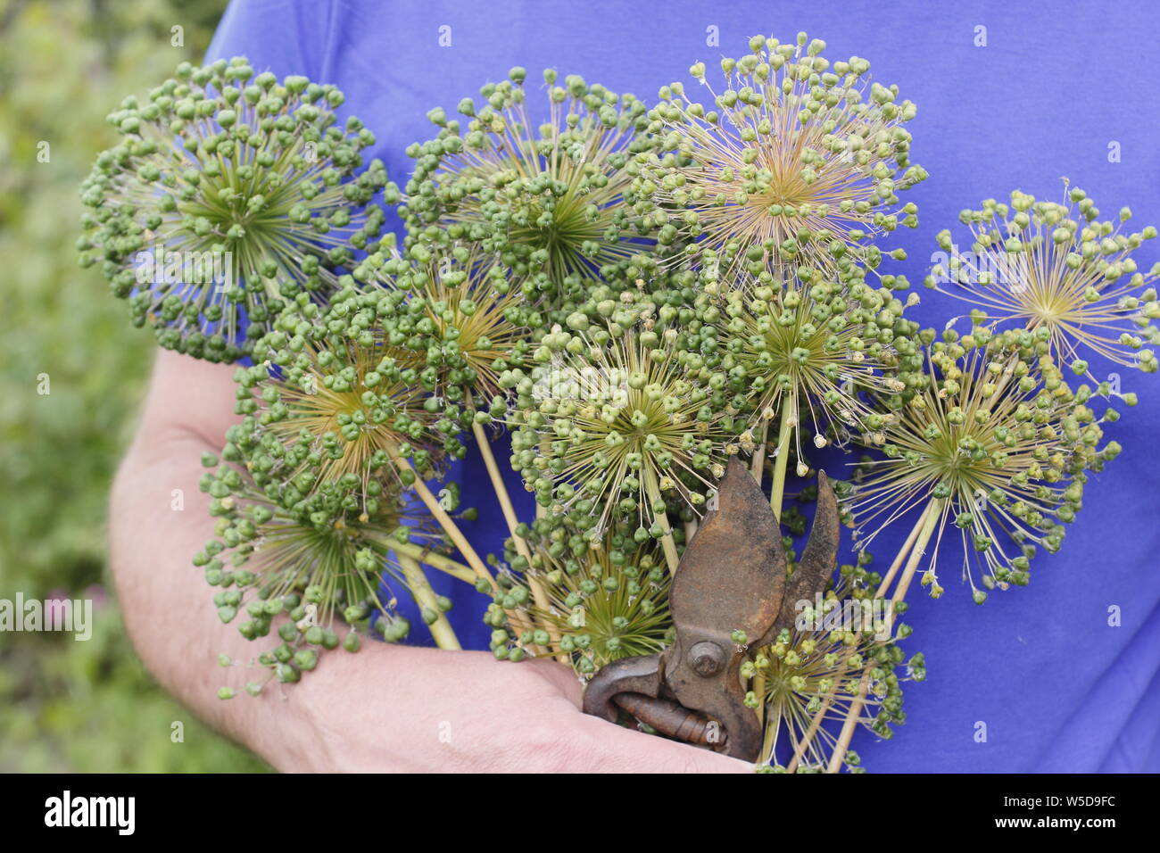 Allium Seed Heads High Resolution Stock Photography and Images Alamy