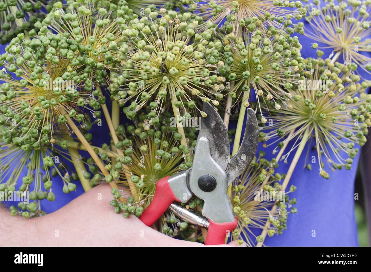 Allium Seed Heads High Resolution Stock Photography and Images Alamy