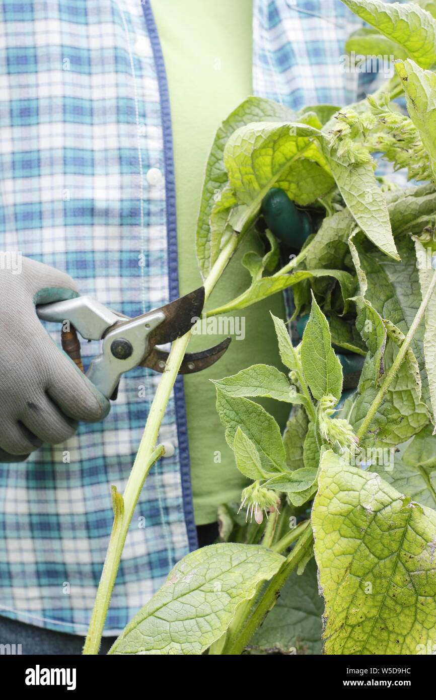 Symphytum officinae. Cutting down comfrey plants to make liquid