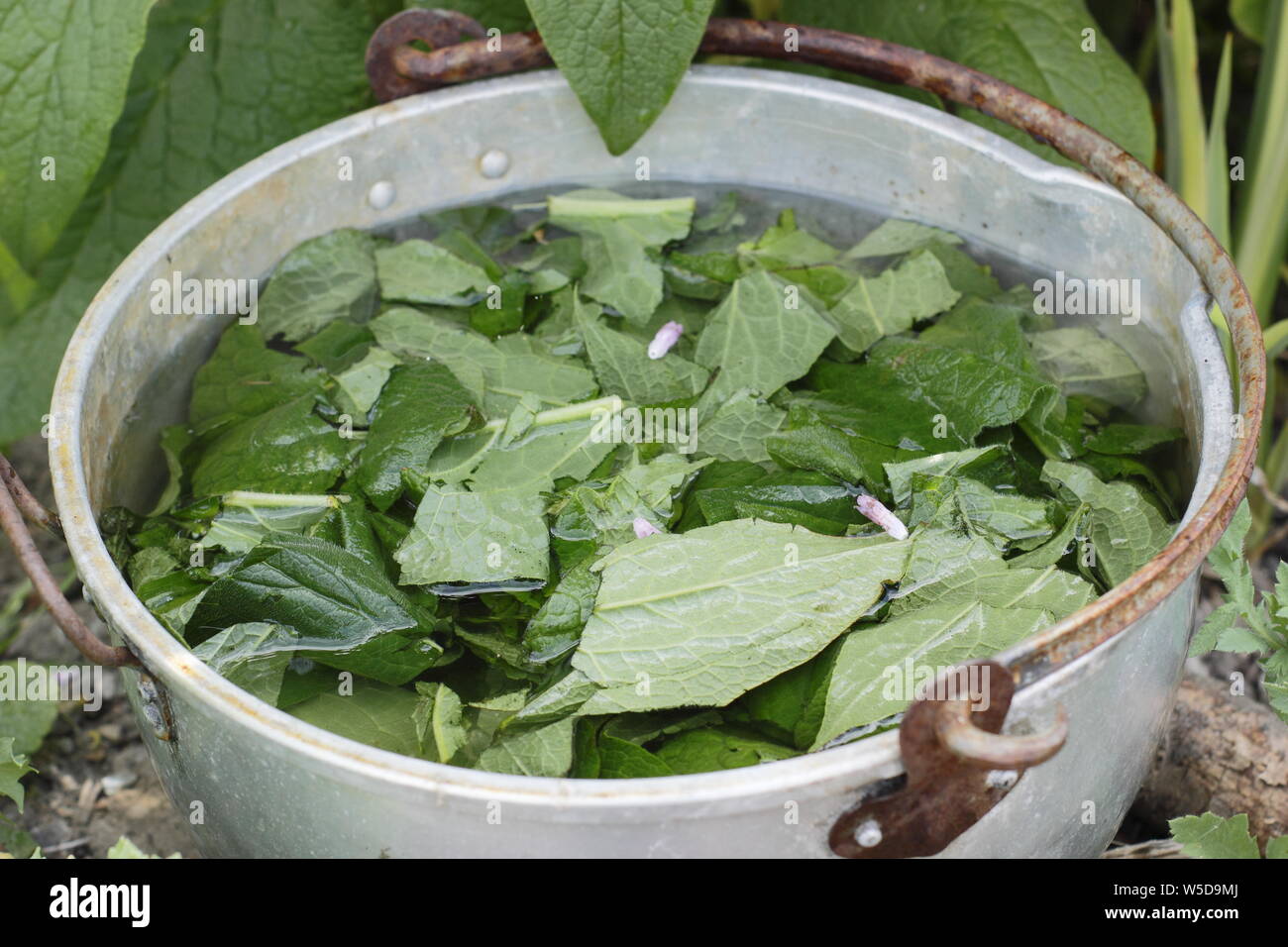 Symphytum officinale. Steeping comfrey leaves in water to make liquid