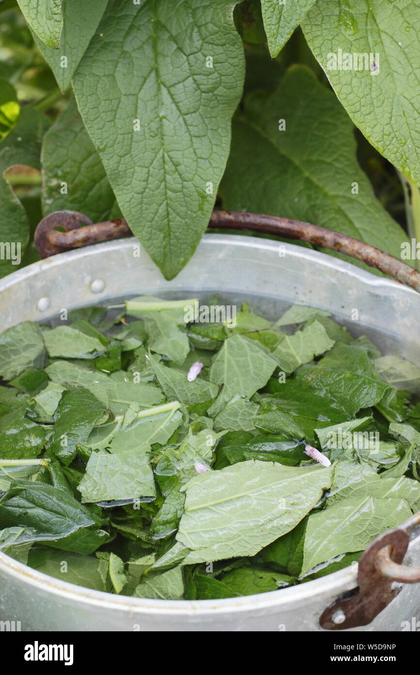 Comfrey feed garden hires stock photography and images Alamy