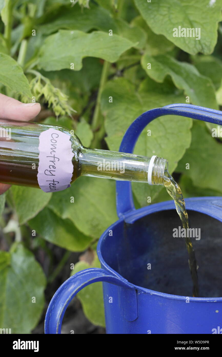 Comfrey plant hires stock photography and images Alamy