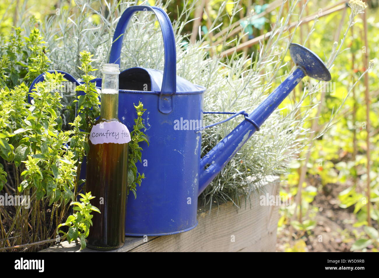 Symphytum officinale. Watering can and bottle of homemade comfrey fertiliser concentrate for dilution - May. UK Stock Photo