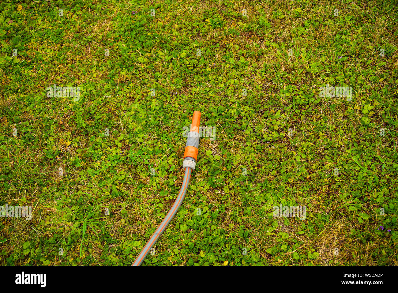Garden hose lying in the grass to water the lawn Stock Photo Alamy