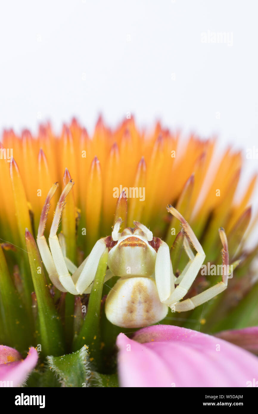 Sneaky pictures or photographs hires stock photography and images Alamy