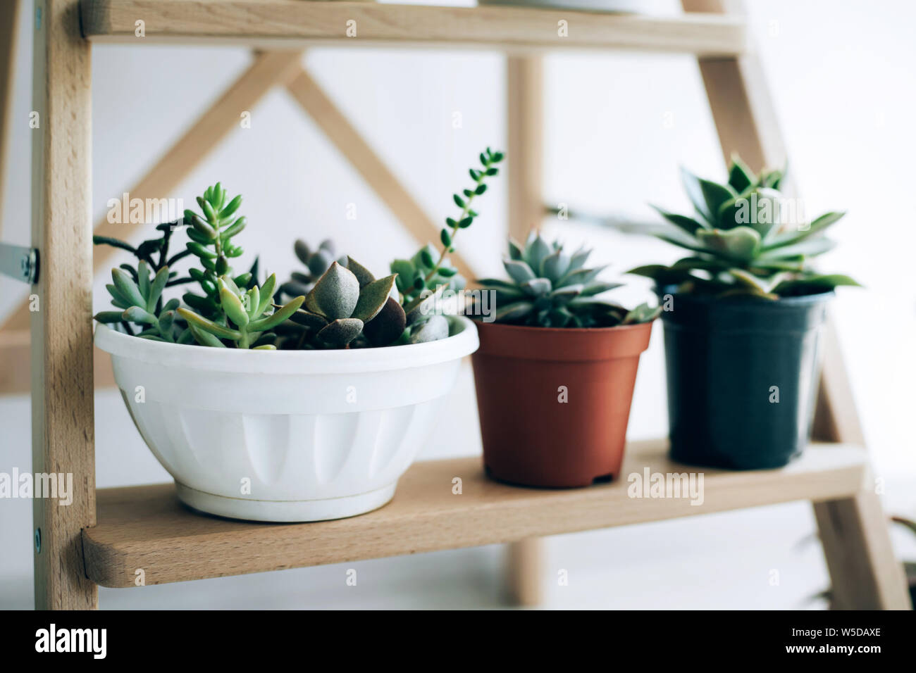 Folding ladder used as shelves for plants against white wall Stock