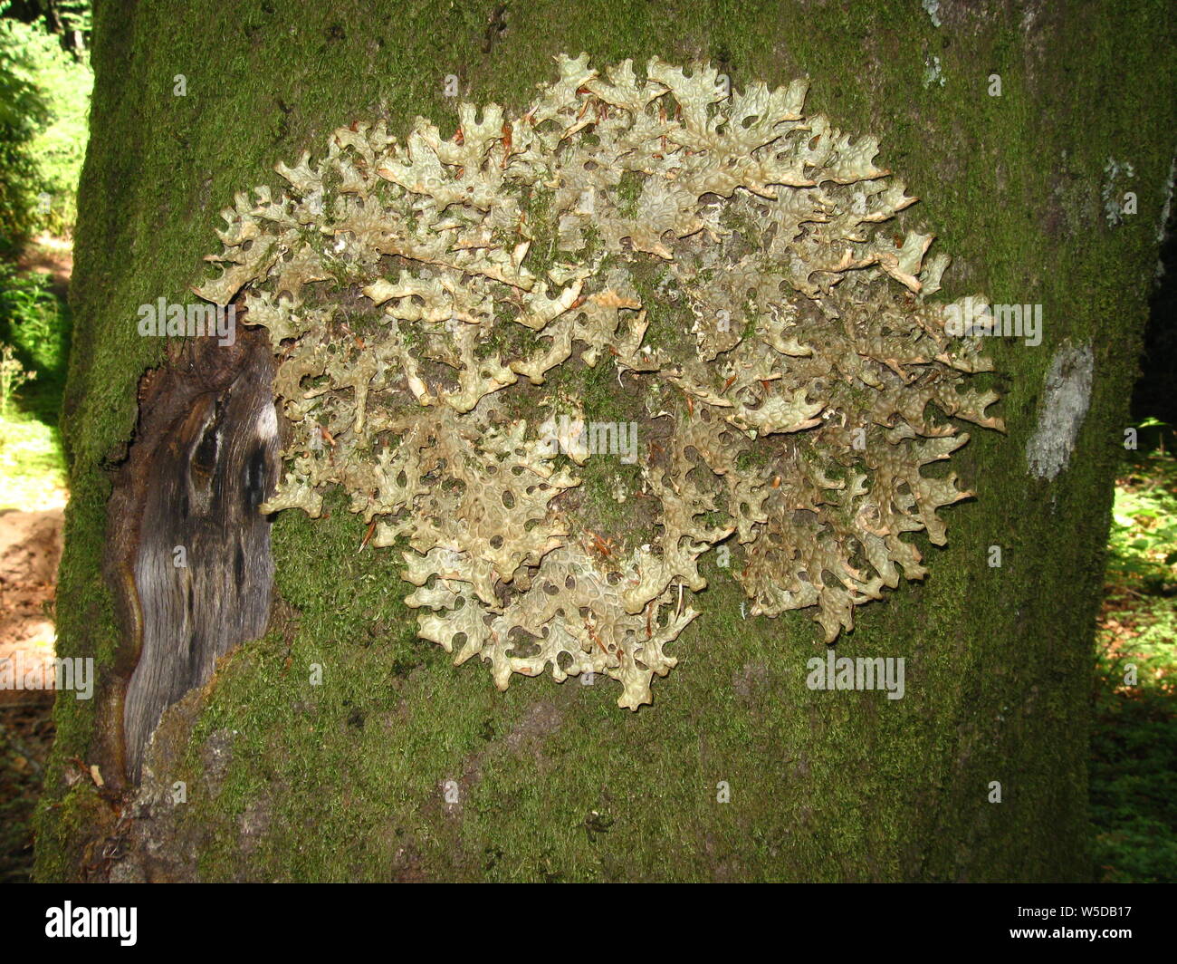 Epiphytic lichen Lobaria pulmonaria Stock Photo
