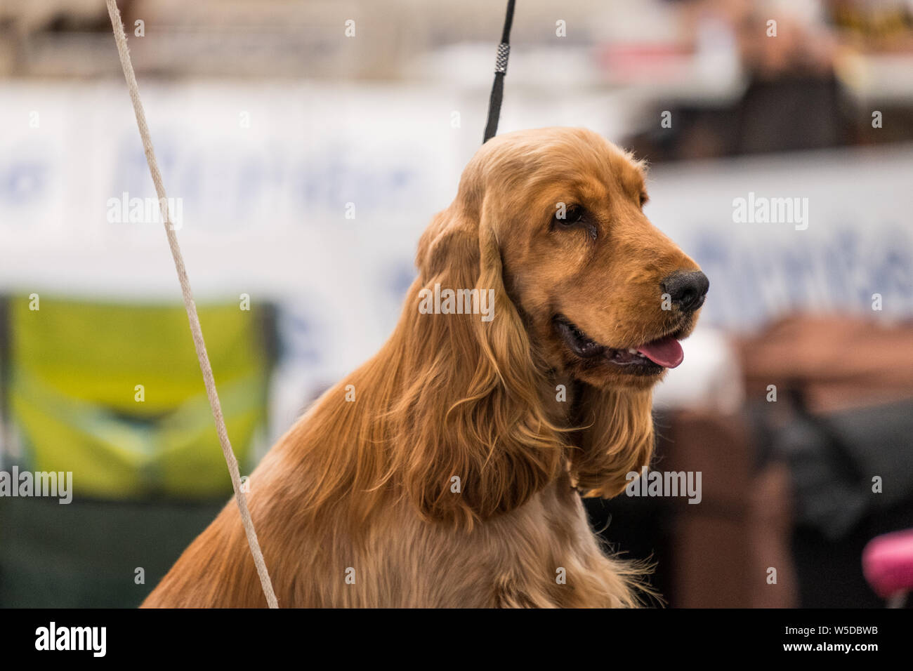 A subject of Red solid color English Cocker Spaniel on a leash during a dog show. The English Cocker Spaniel is a breed of gun dog. Stock Photo