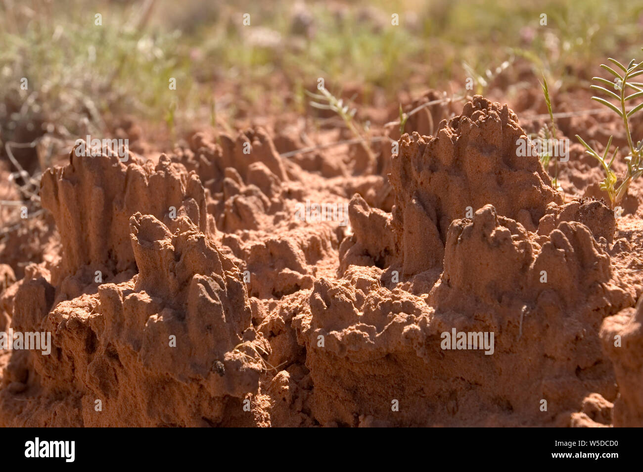 crypto dirt utah