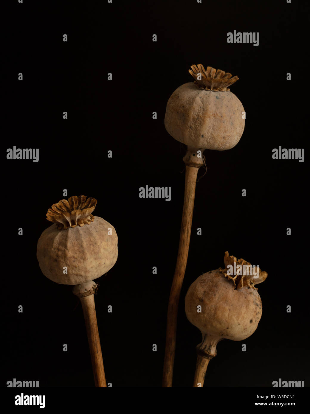 Dried seed heads of papaver orientale hi-res stock photography and ...