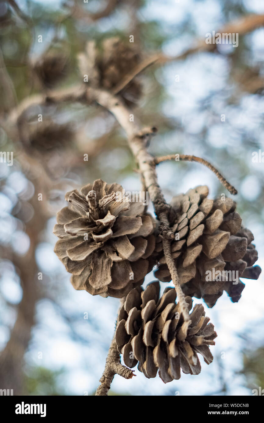 Pine cones at branch closeup Stock Photo