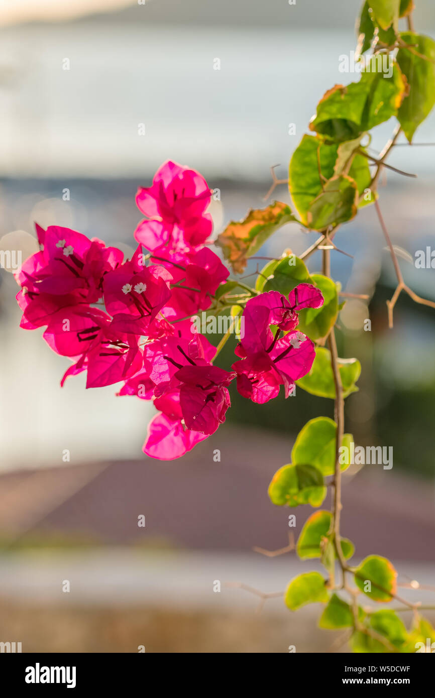 Bougainvillea flowers and bougainvillea plant close-up at summer Stock Photo
