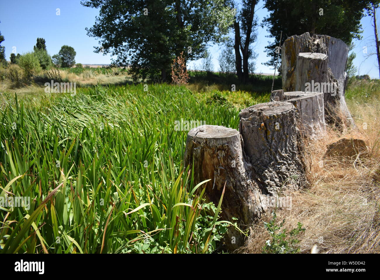 Paisaje con arboles talados un día de verano en el campo Stock Photo