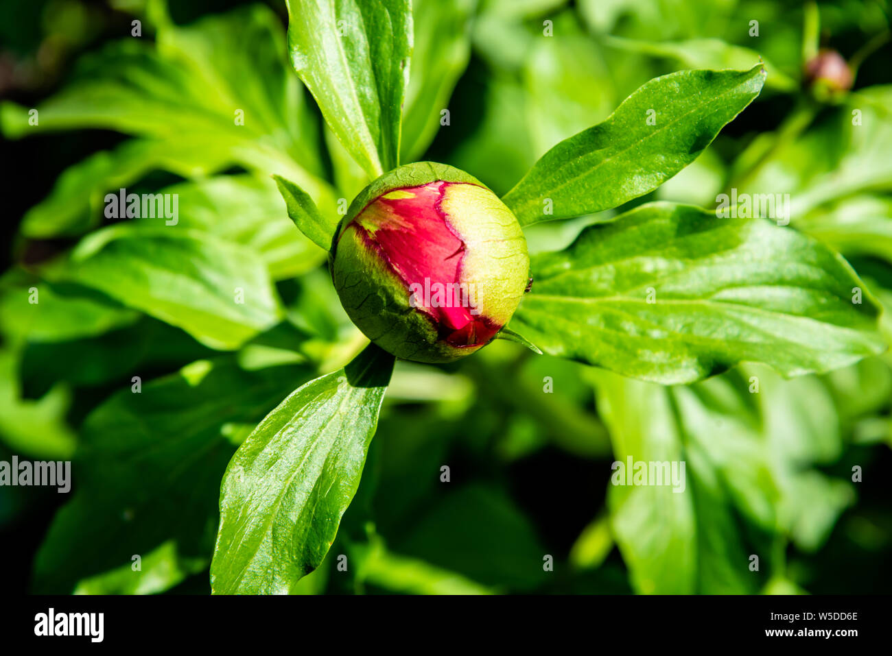 Close-up peony flowers in the garden Stock Photo - Alamy