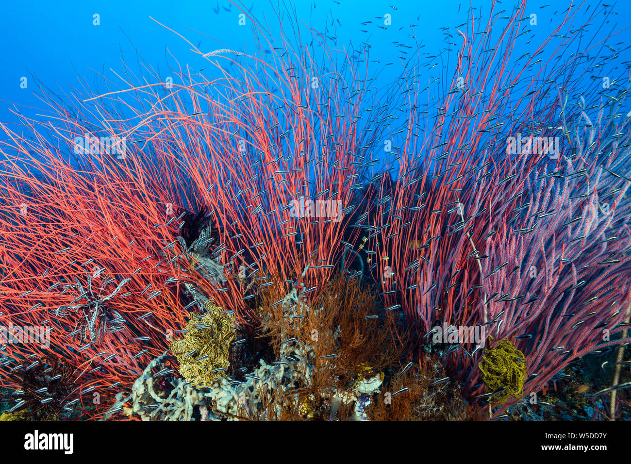 Whip corals in Coral Reef, Ellisella ceratophyta, Kimbe Bay, New Britain, Papua New Guinea Stock Photo