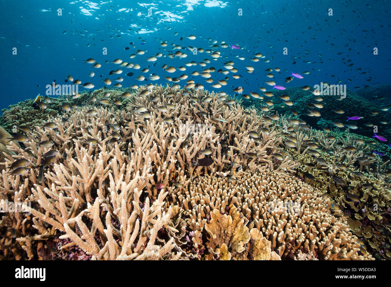 Ternate Chromis over Coral Reef, Chromis ternatensis, Kimbe Bay, New Britain, Papua New Guinea Stock Photo