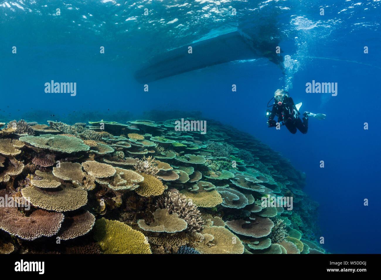 Diving in Coral Reef, Kimbe Bay, New Britain, Papua New Guinea Stock Photo
