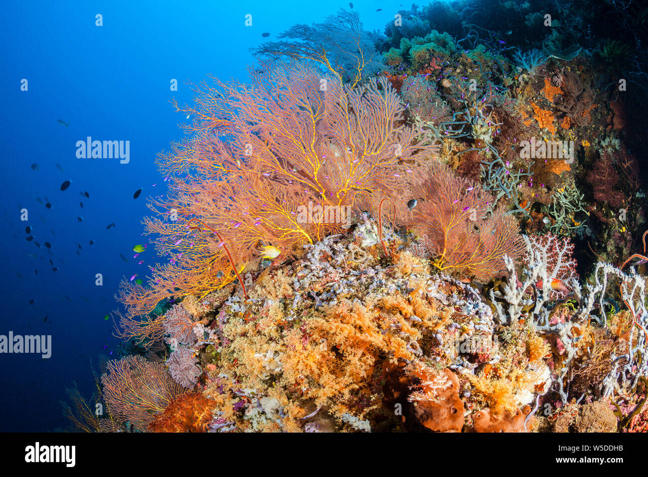 Species rich Coral Reef, Kimbe Bay, New Britain, Papua New Guinea Stock Photo