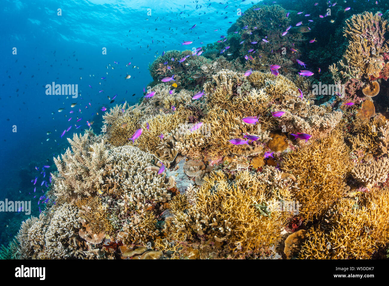 Healty Coral Reef, Kimbe Bay, New Britain, Papua New Guinea Stock Photo