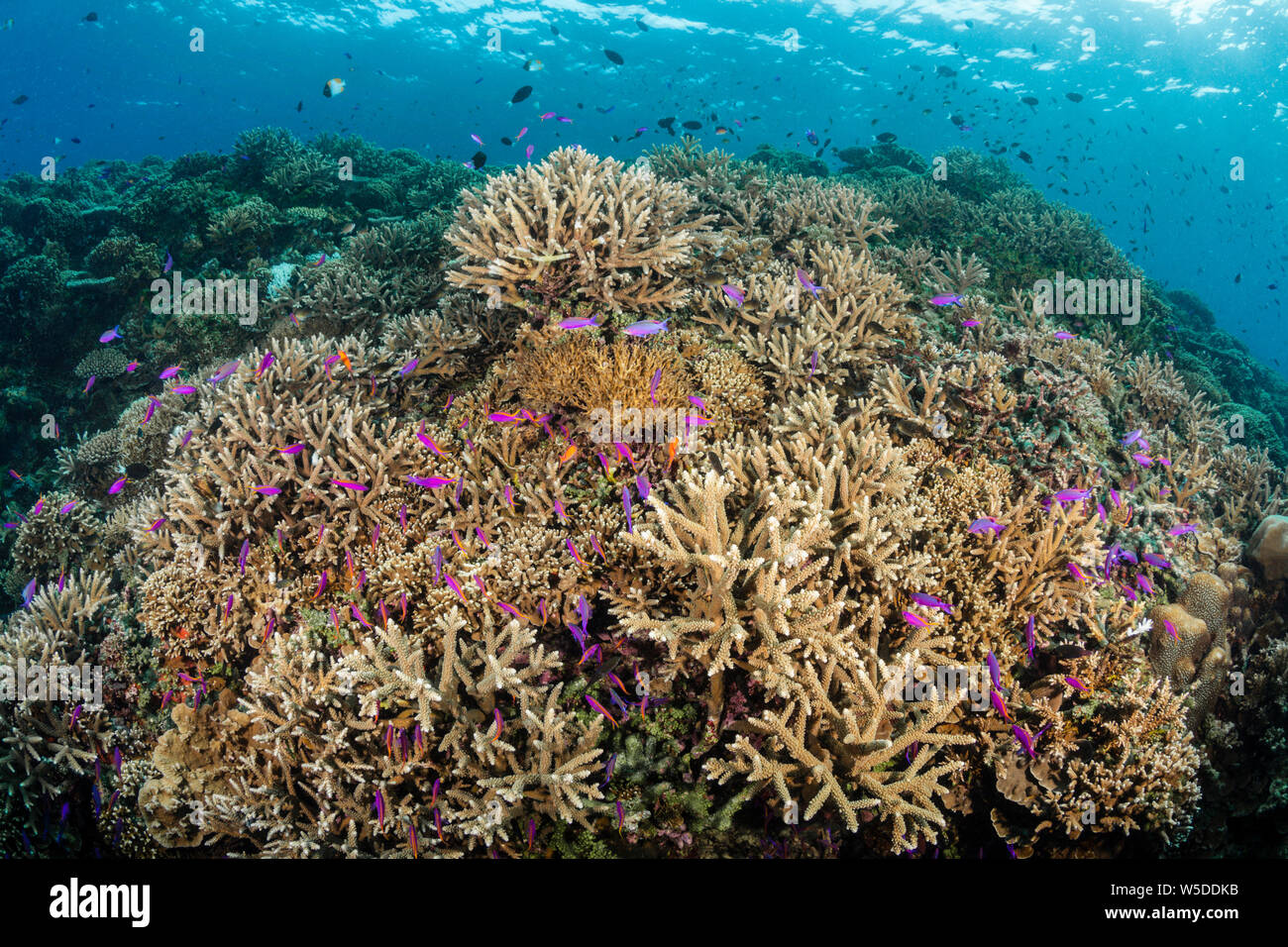 Healty Coral Reef, Kimbe Bay, New Britain, Papua New Guinea Stock Photo