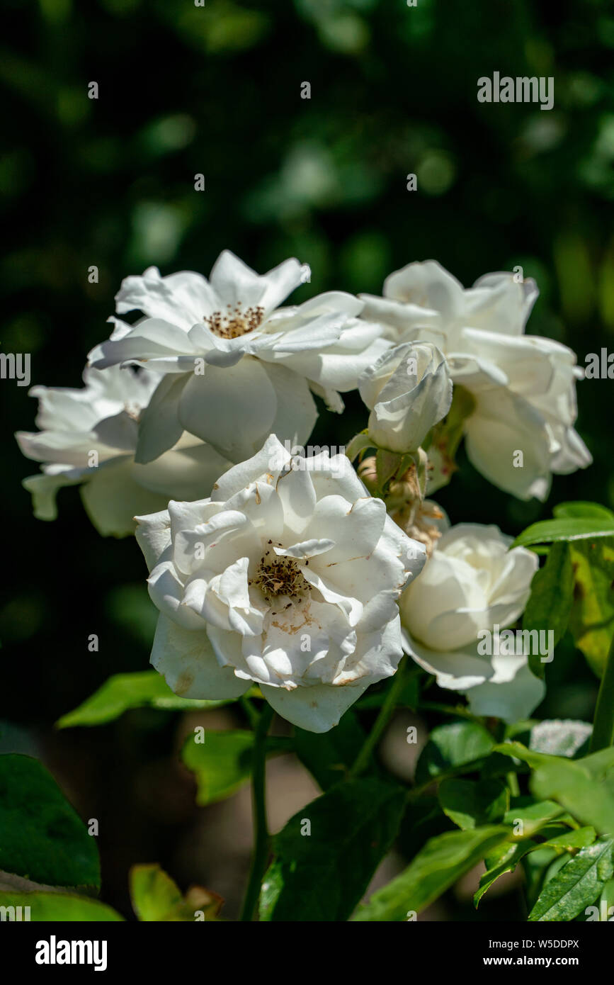 Close up of several white floribunda "iceberg" roses in full sunshine