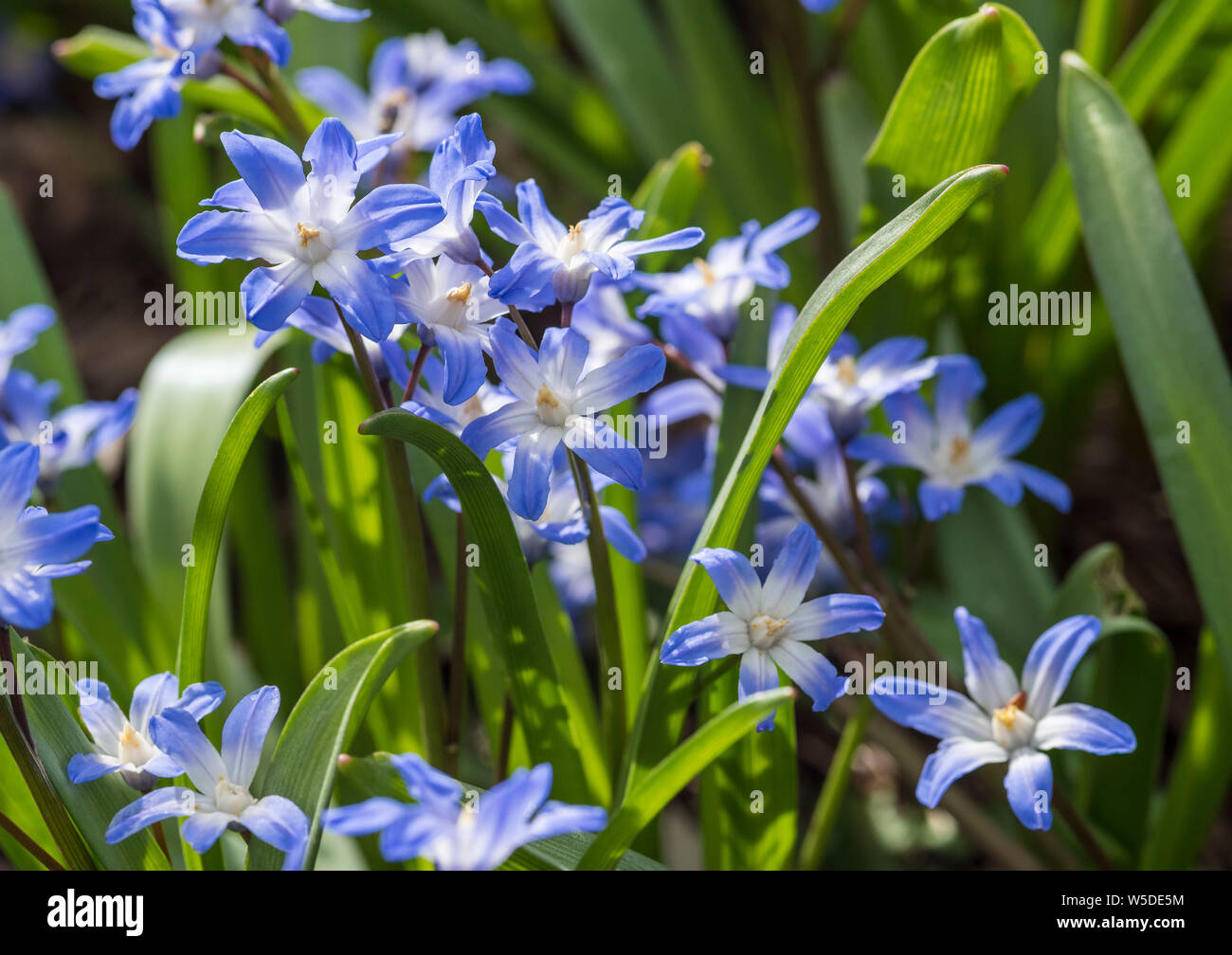 Chionodoxa forbesii - Forbes' glory-of-the-snow is a bulbous perennial from south-west Turkey flowering in early spring. C.forbesii resembles C.siehei Stock Photo