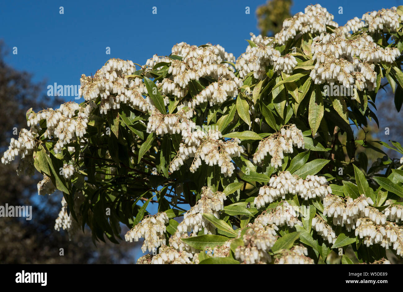 Japanese Andromeda - Pieris Japonica aka Dwarf Lily of the Valley shrub. Laden with white / cream urn-shaped flowers in panicles in early Spring. Stock Photo