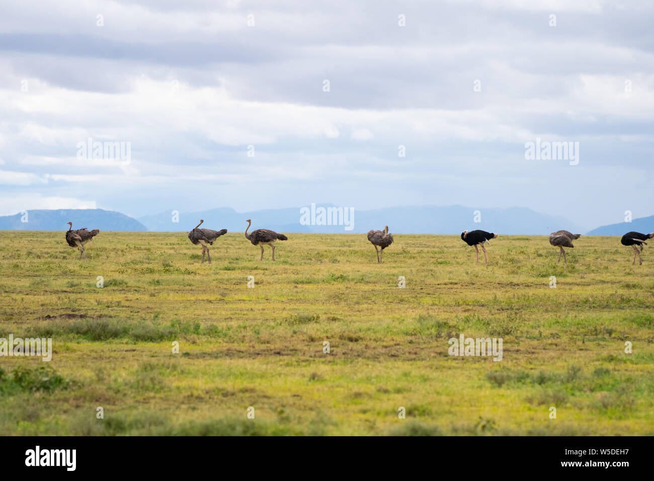 A flock of wild ostriches (Struthio camelus). This group consists of females and a male. The ostrich, a flightless bird, is the world's largest and ta Stock Photo