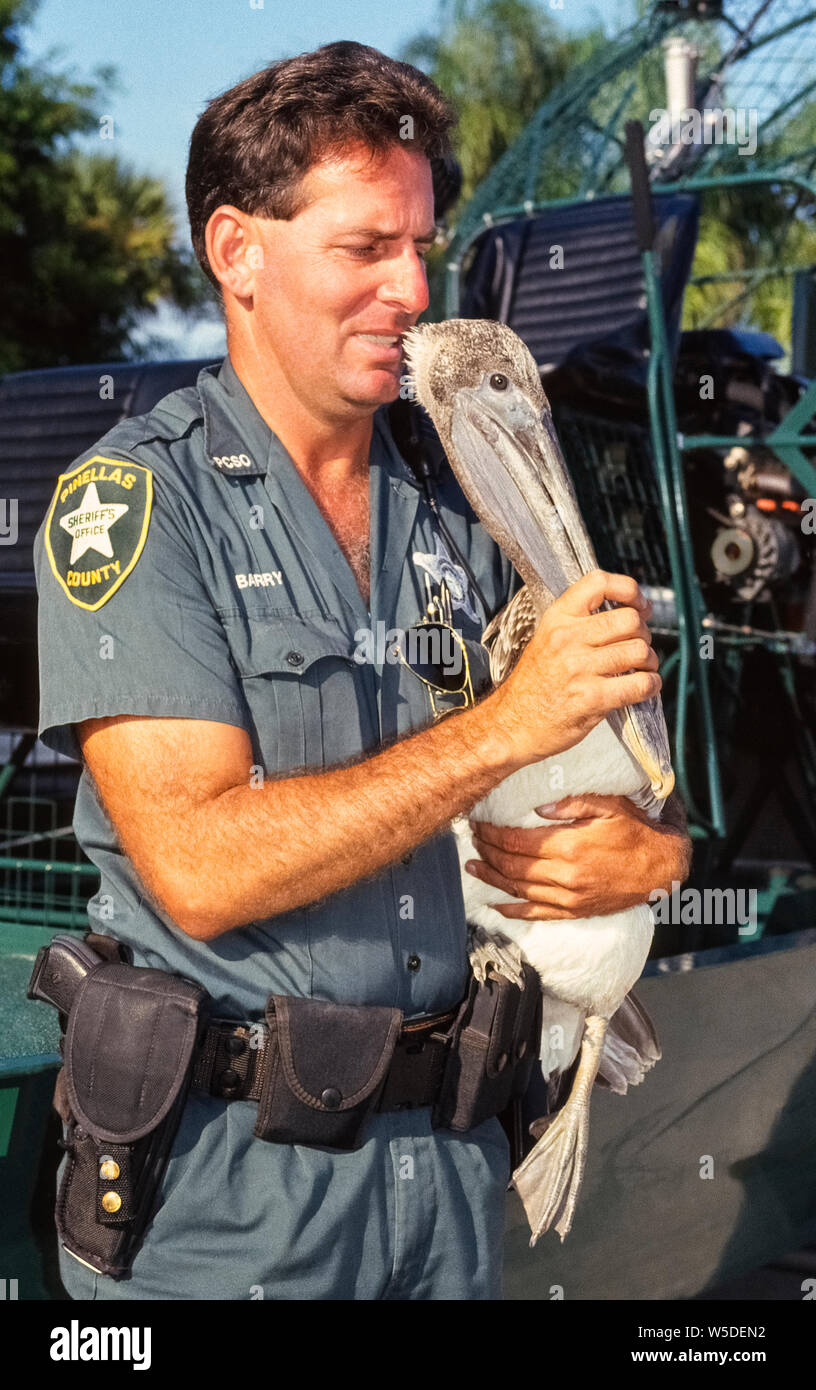 A sheriff's deputy has brought an injured Brown Pelican (Pelecanus occidentalis) for treatment at the Seaside Seabird Sanctuary in Indian Shores on the west coast of Florida, USA. The officer holds tight to the bird's long bill that has a sharp, curved point that can inflict injury to rescuers. Originally named the Suncoast Seabird Sanctuary when established by volunteers in 1972, the refuge has become one of the largest wild bird hospitals and rehabilitation centers in the United States. As many as 3,000 birds are treated there annually. Stock Photo