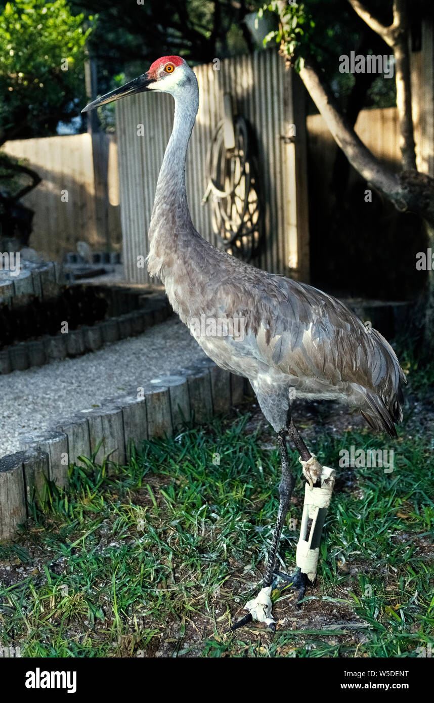 An injured Sandhill Crane (Antigone canadensis) that was hit by a car has been treated for injuries to one of his long, thin legs and a foot at the Seaside Seabird Sanctuary in Indian Shores on the west coast of Florida, USA. A homemade splint supports the broken leg bone while the tall red-capped bird recovers at the nonprofit refuge. Originally named the Suncoast Seabird Sanctuary when established by volunteers in 1972, it  has become one of the largest wild bird hospital and rehabilitation centers in the United States. As many as 3,000 birds are treated there annually. Stock Photo