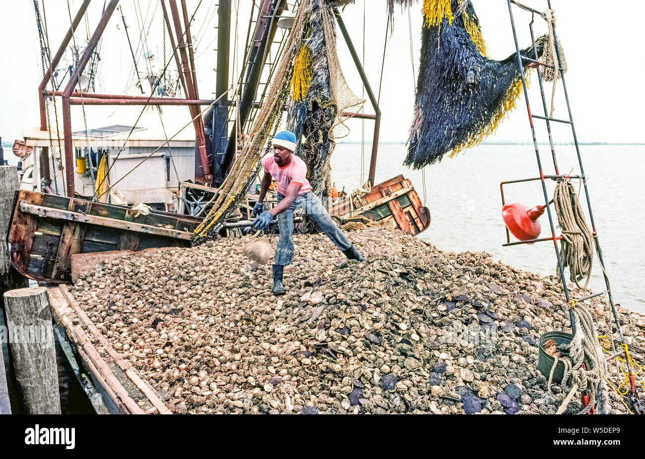 A mate aboard a scallop fishing boat prepares to unload the large catch of this popular seafood that was harvested from the Gulf of Mexico near the vessel's home port of Apalachicola along the panhandle coast of Florida, USA. These are Bay scallops (Argopecten irradians), the smaller of two types of scallops that are enjoyed as food in the United States. Such shellfish are mollusks called bivalves because they have two hinged shells that open and close. The opening and closing is controlled by the adductor muscle, which is the round and fleshy part of the scallop that is edible. Stock Photo