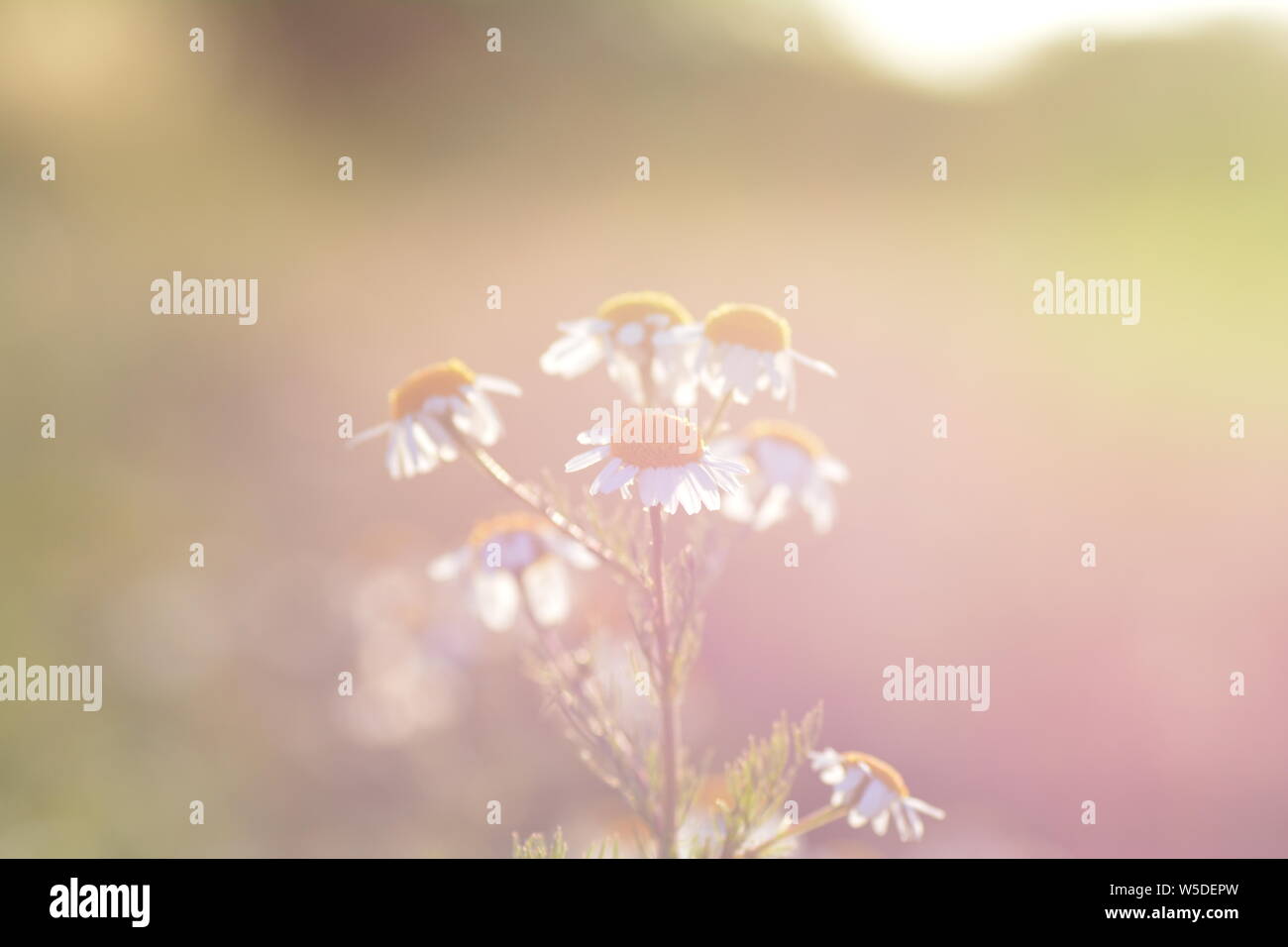Camomile flowers against nature background, on sunny day with sun  and  copy space Stock Photo