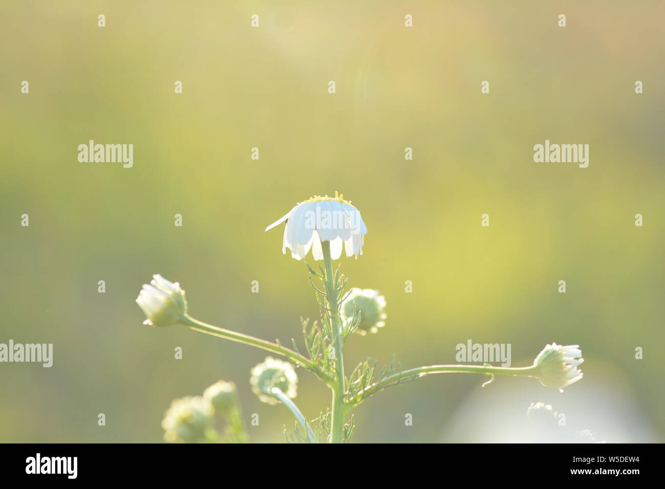 Camomile flowers against  nature background with many  copy space Stock Photo