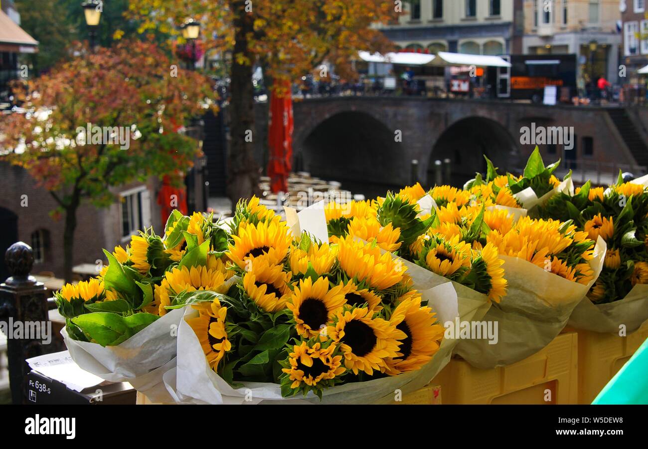 UTRECHT, NETHERLANDS OCTOBER 20. 2018 View on bouquets of yellow