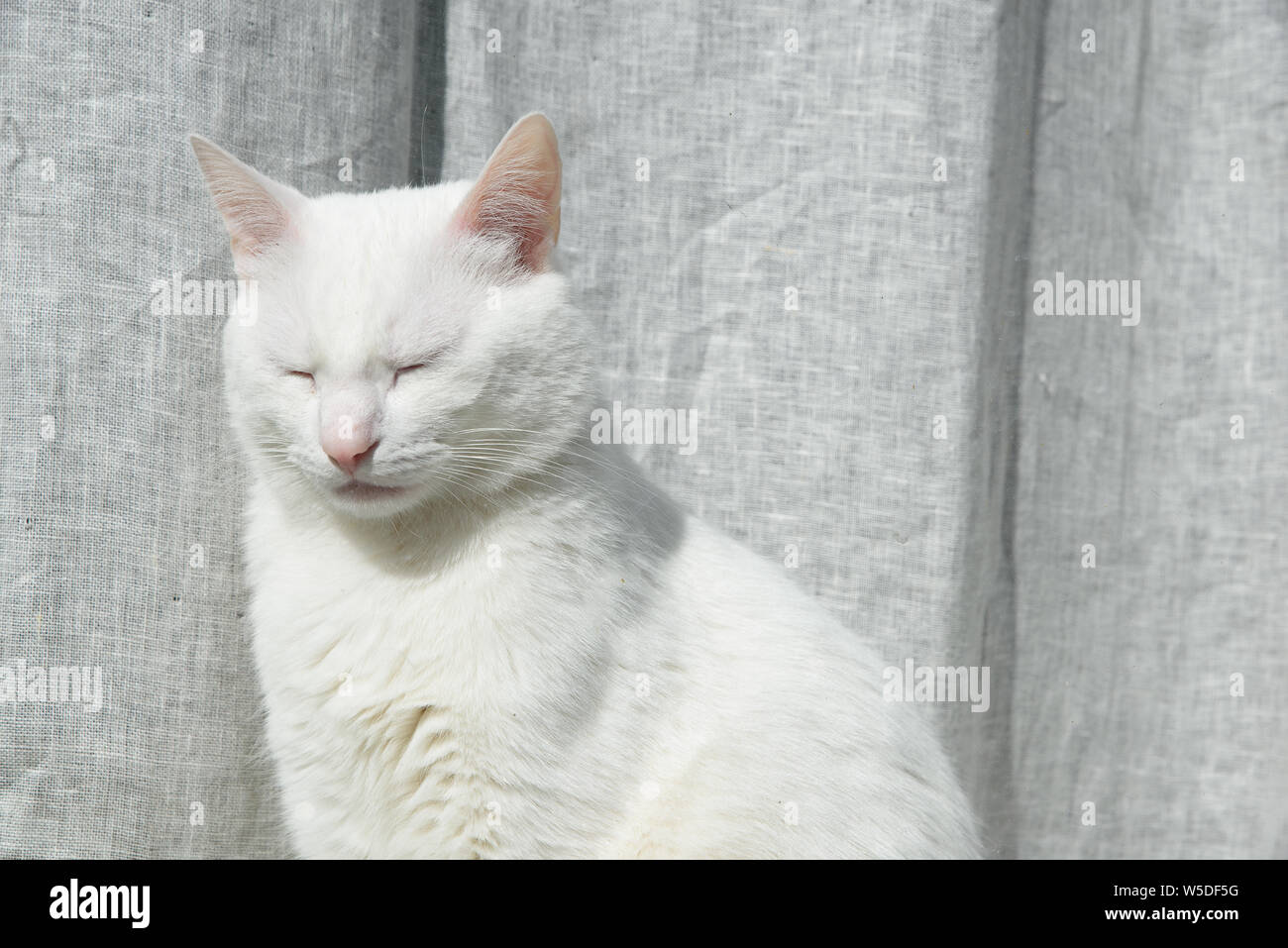 A white cat with blue eyes in front of grey curtain Stock Photo