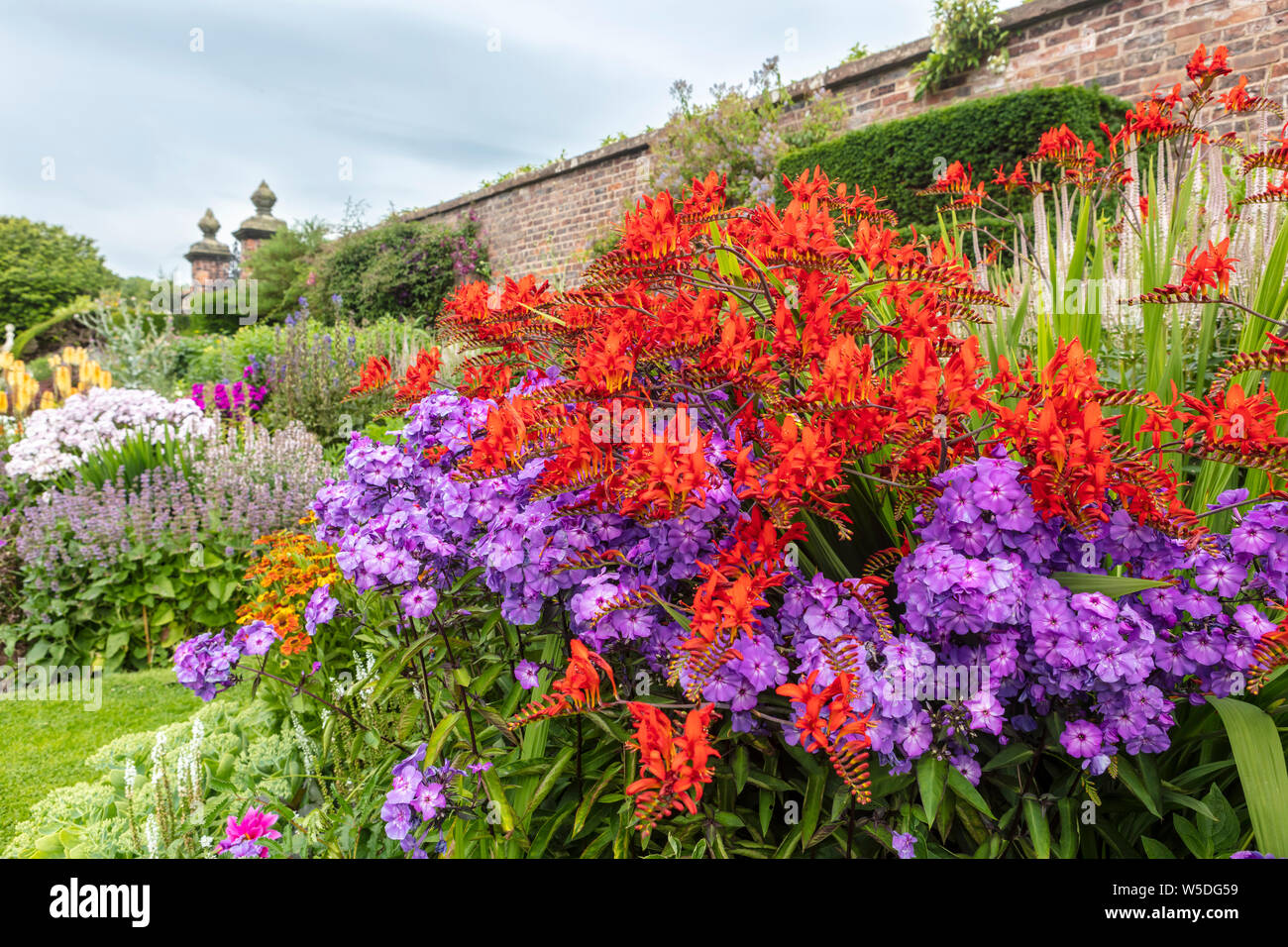 Deep red Crocosmia and purple Phlox flowering plants in a garden herbaceous border. Stock Photo