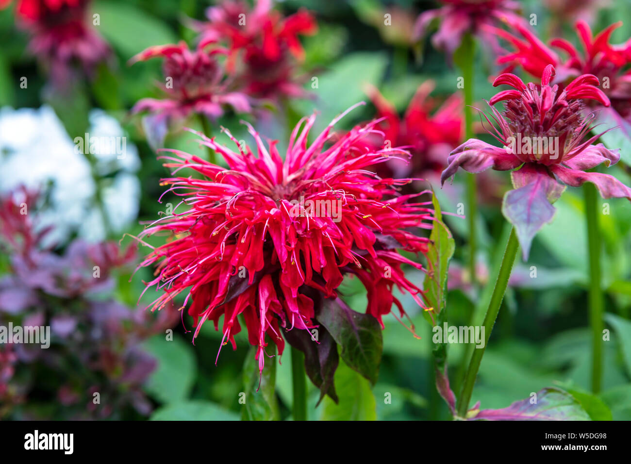 Deep pink Monarda flowers (Bee Balm) in a herbaceous border. Stock Photo
